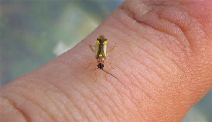 Miridae: Campyloneura virgula